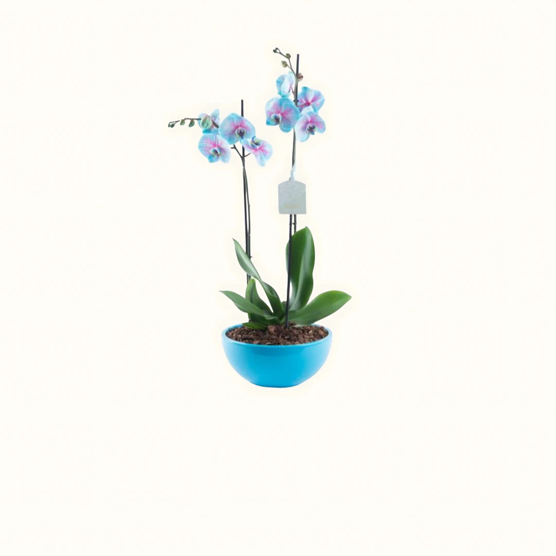 Plants